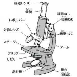 顕微鏡の使い方